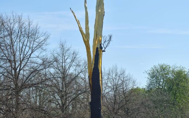 PUBLIC ART: GIUSEPPE PENONE: ALBERO FOLGORATO EXTENDED AT SERPENTINE SOUTH
