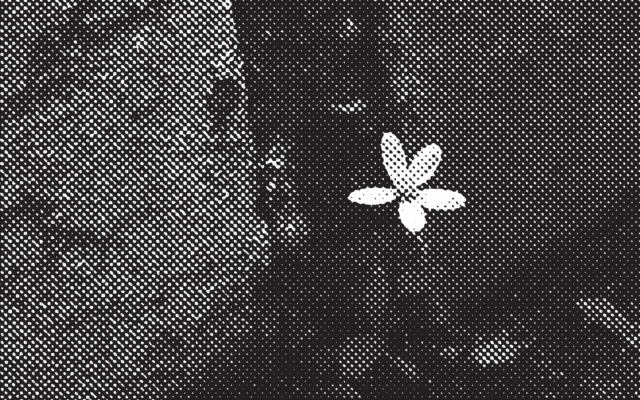 Serpentine Reader 02 Launch